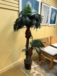 Tropical Potted Tree